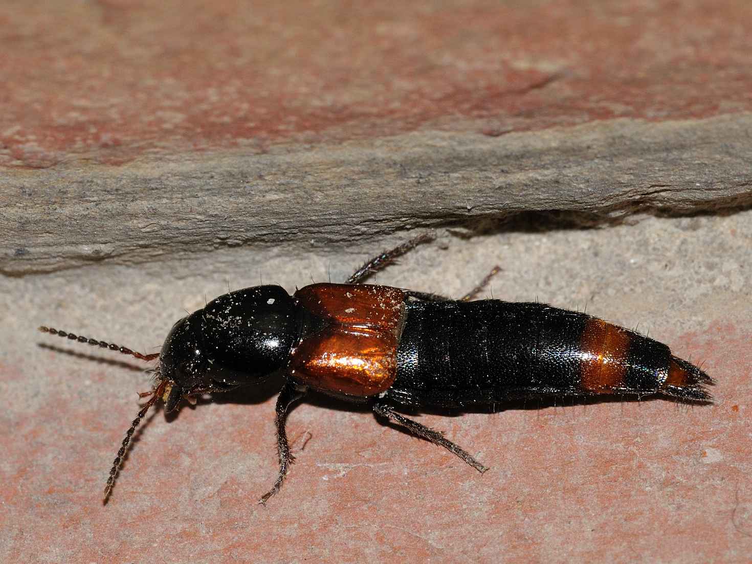 ID Staphylinidae: Astrapaeus ulmi